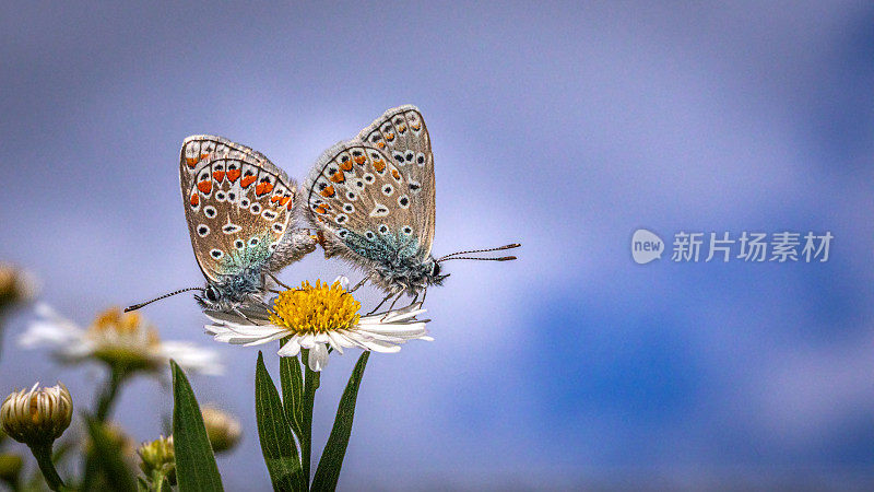 阿多尼斯蓝蝴蝶交配。， (Polyommatus bellargus)， (Lysandra bellargus)， (Argus bleu csamleste)。